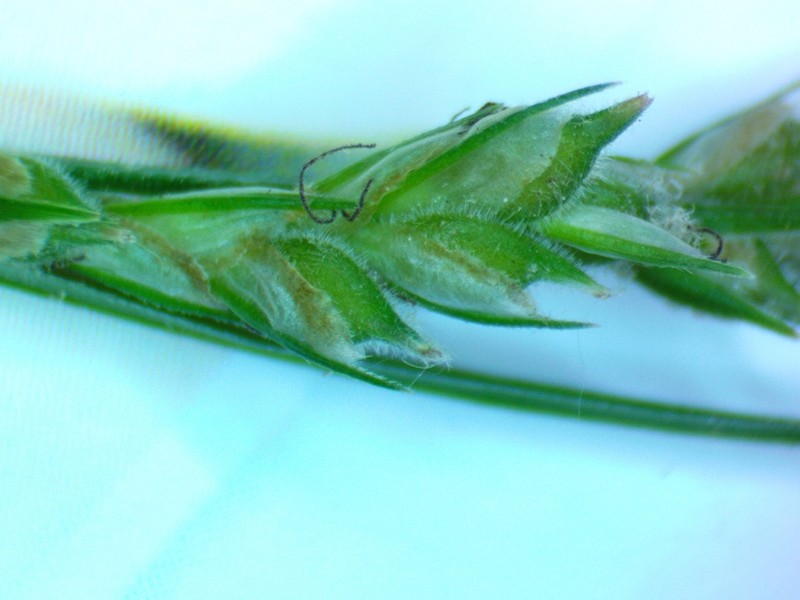 Pubescent Sedge photo 3