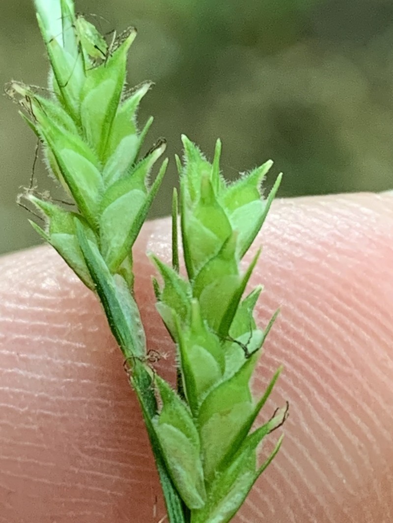 Pubescent Sedge photo 4