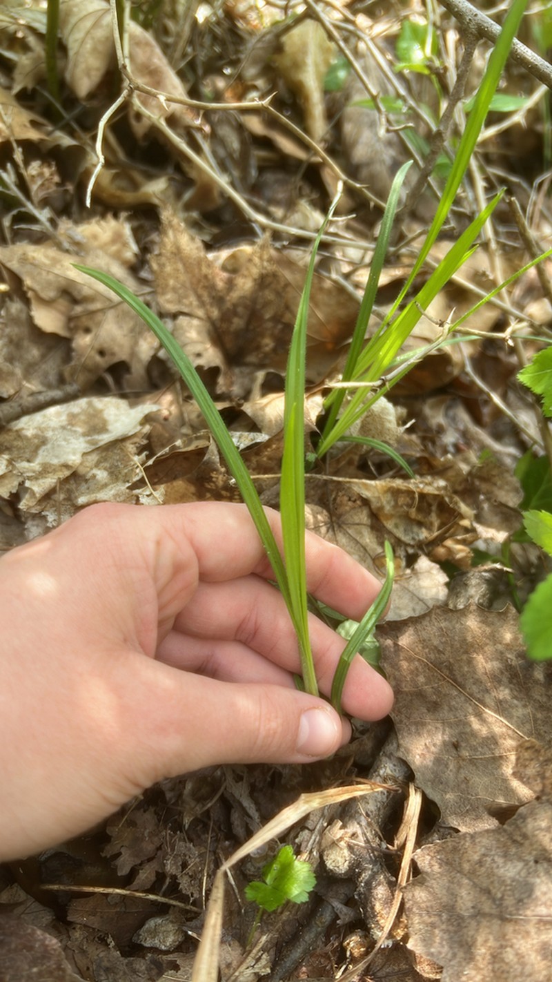 Pubescent Sedge photo 5