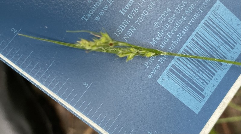 Pubescent Sedge photo 6