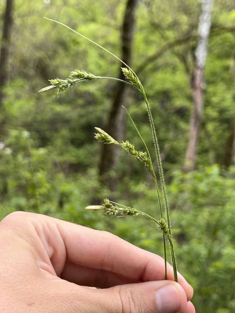 Pubescent Sedge photo 7