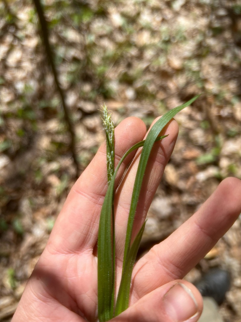Pubescent Sedge photo 8