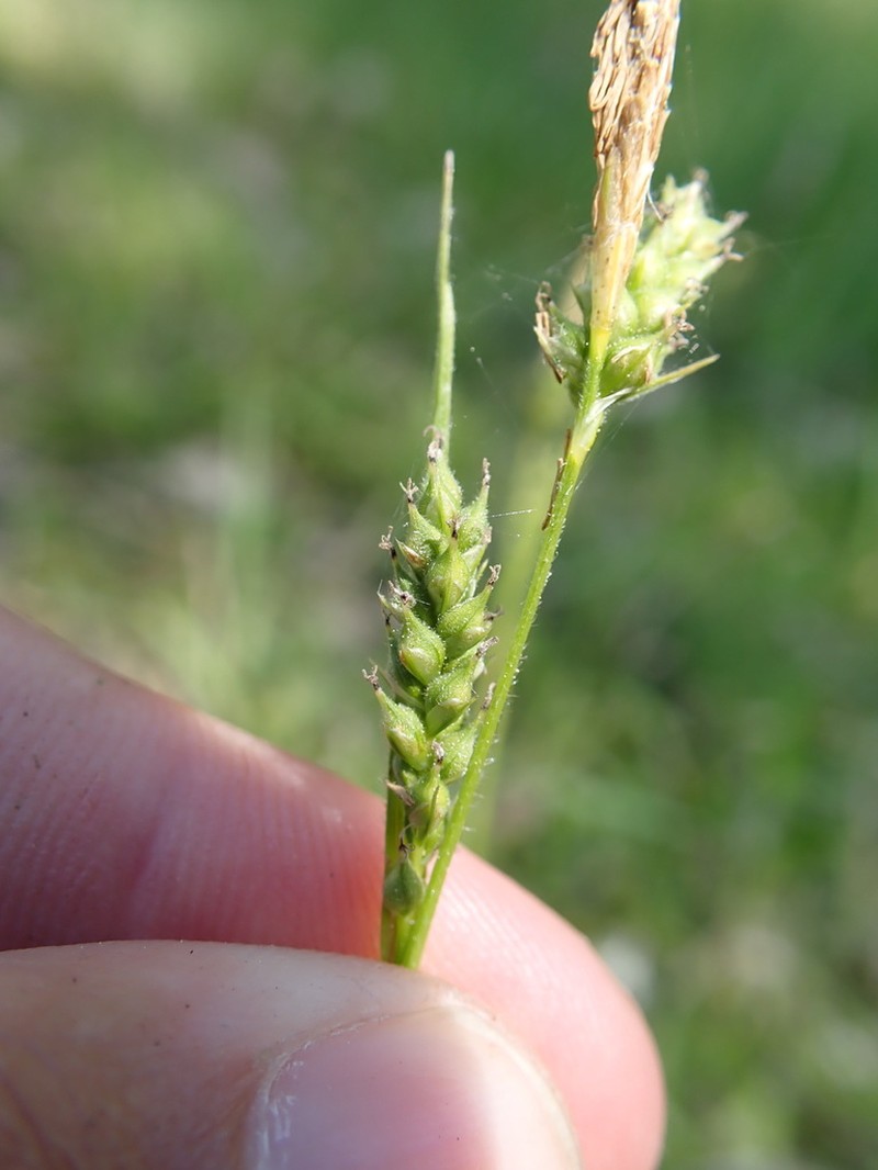 Fuzzy Sedge photo 6