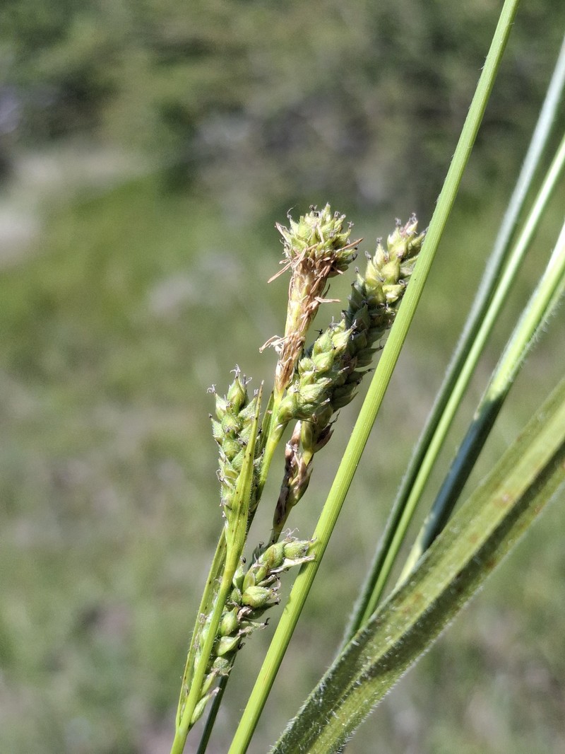 Fuzzy Sedge photo 7