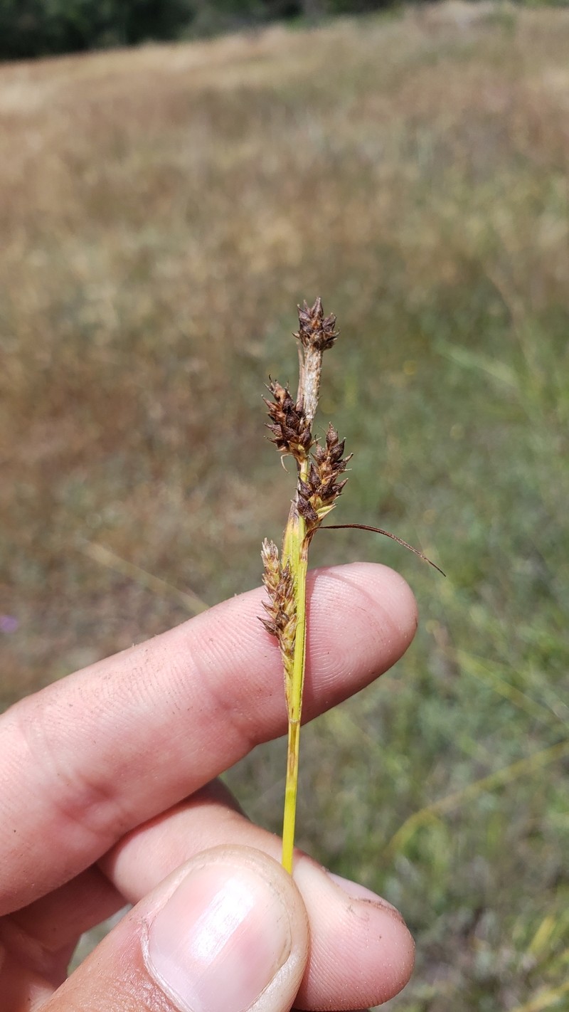 Fuzzy Sedge photo 9