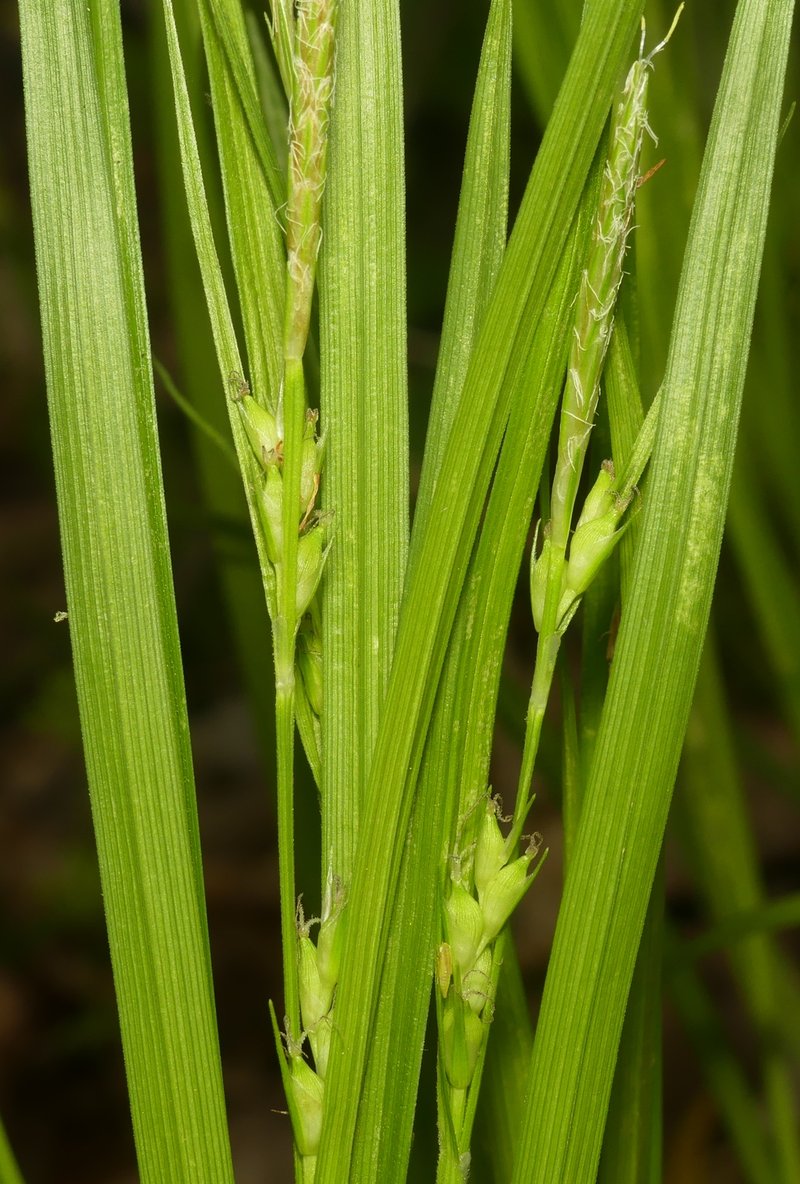 Hitchcock's Sedge