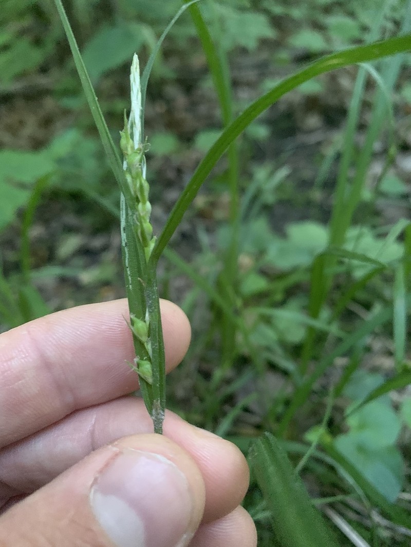 Hitchcock's Sedge photo 3