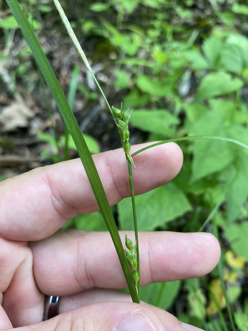 Hitchcock's Sedge photo 4