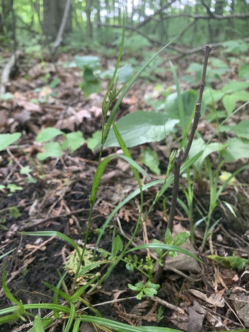 Hitchcock's Sedge photo 5