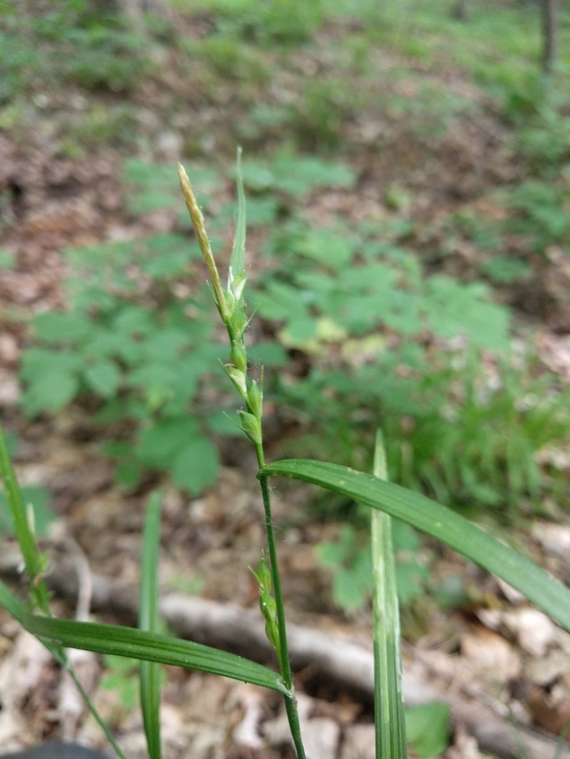 Hitchcock's Sedge photo 6
