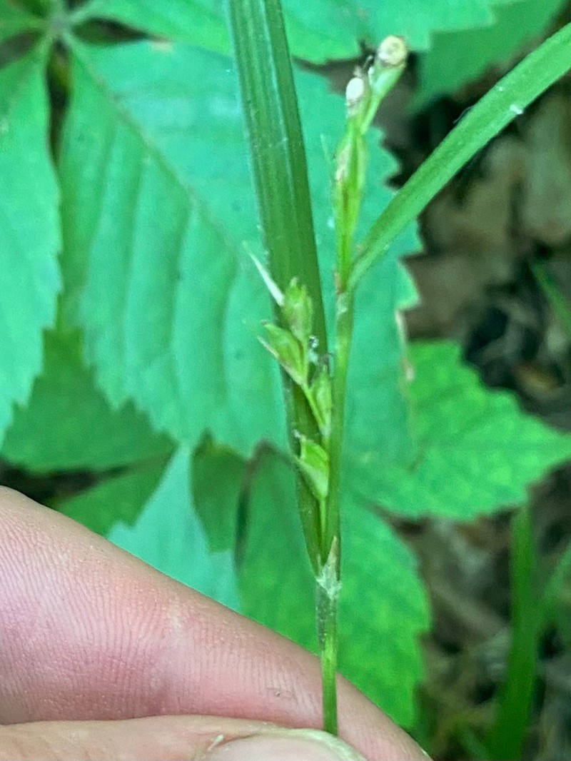 Hitchcock's Sedge photo 7