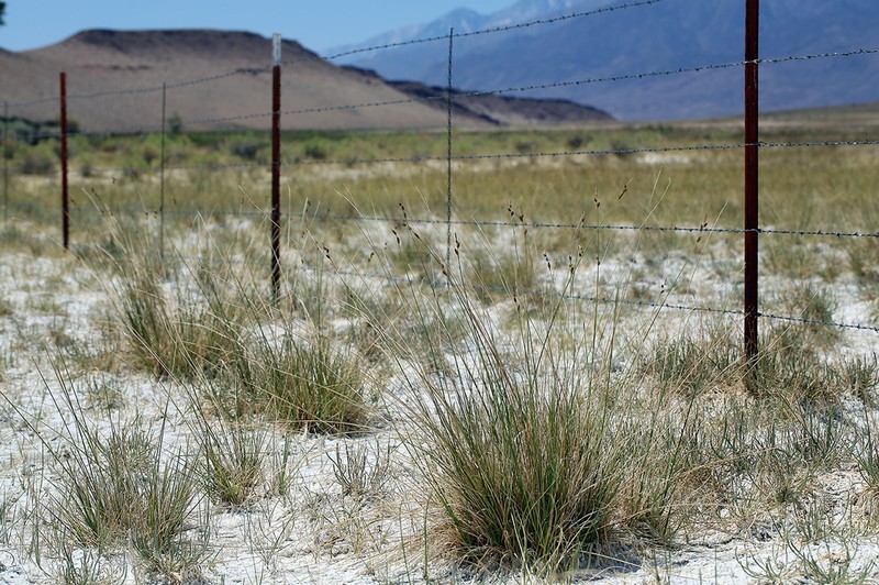 Carex holmgreniorum