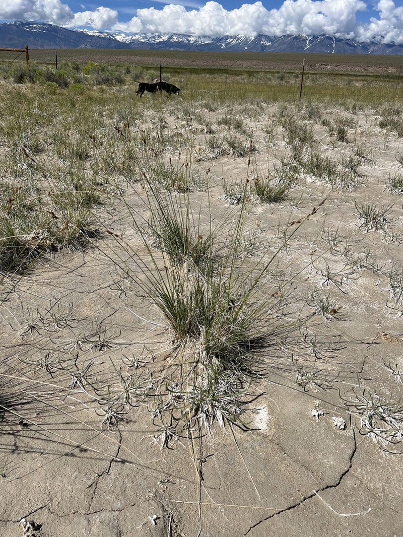 Carex holmgreniorum photo 2