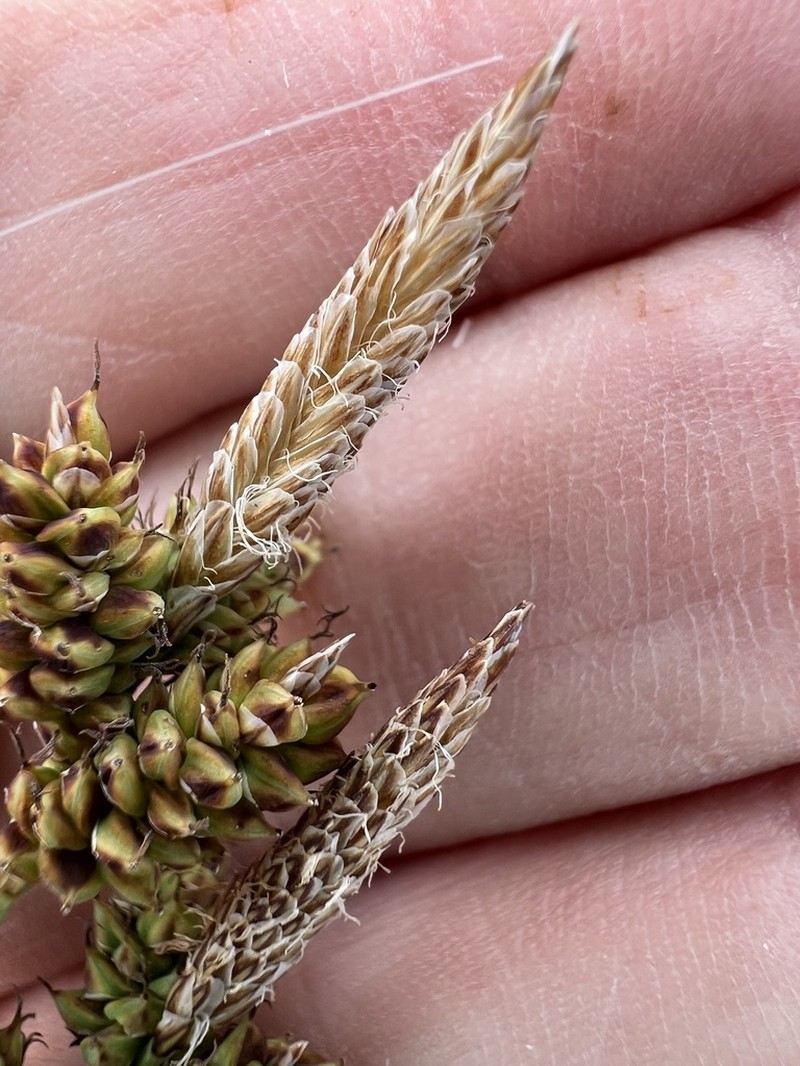 Carex holmgreniorum photo 3