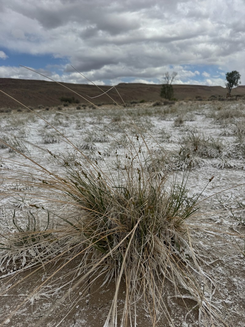 Carex holmgreniorum photo 4