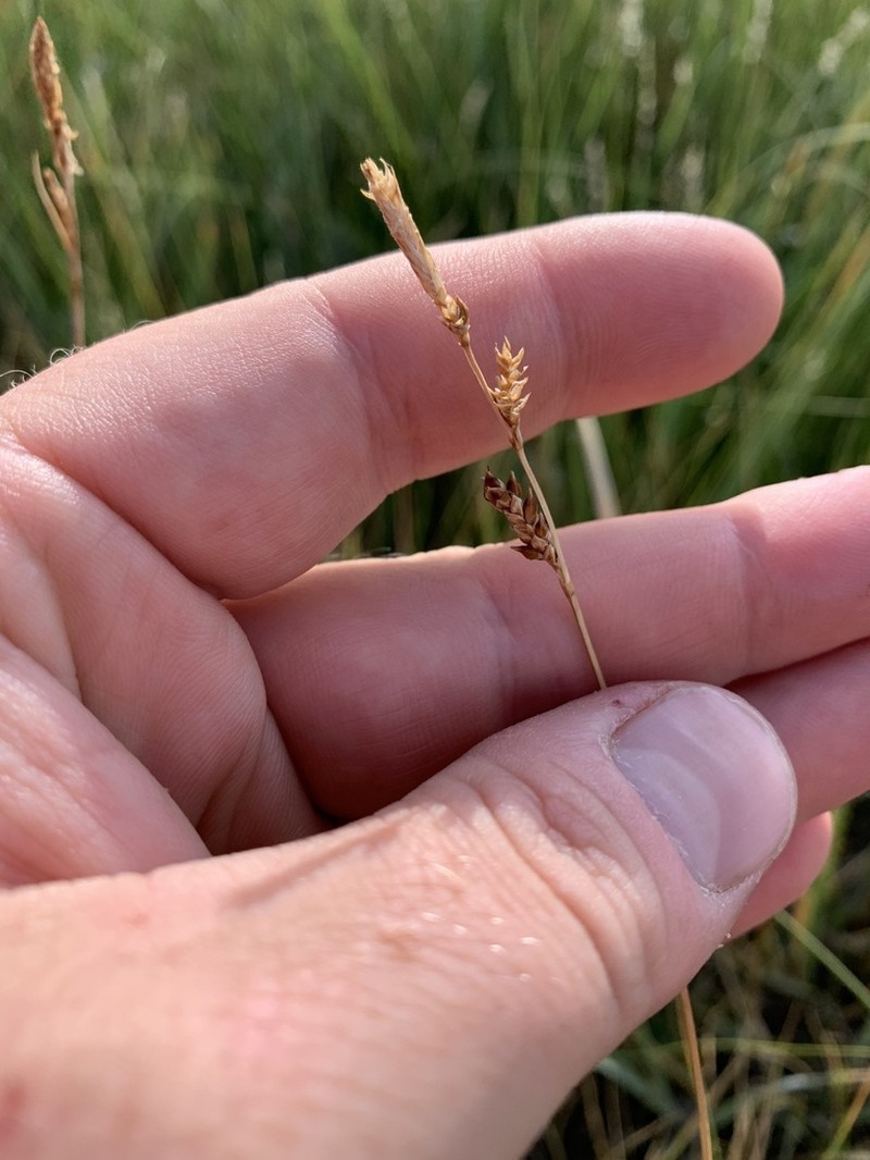 Carex holmgreniorum photo 5