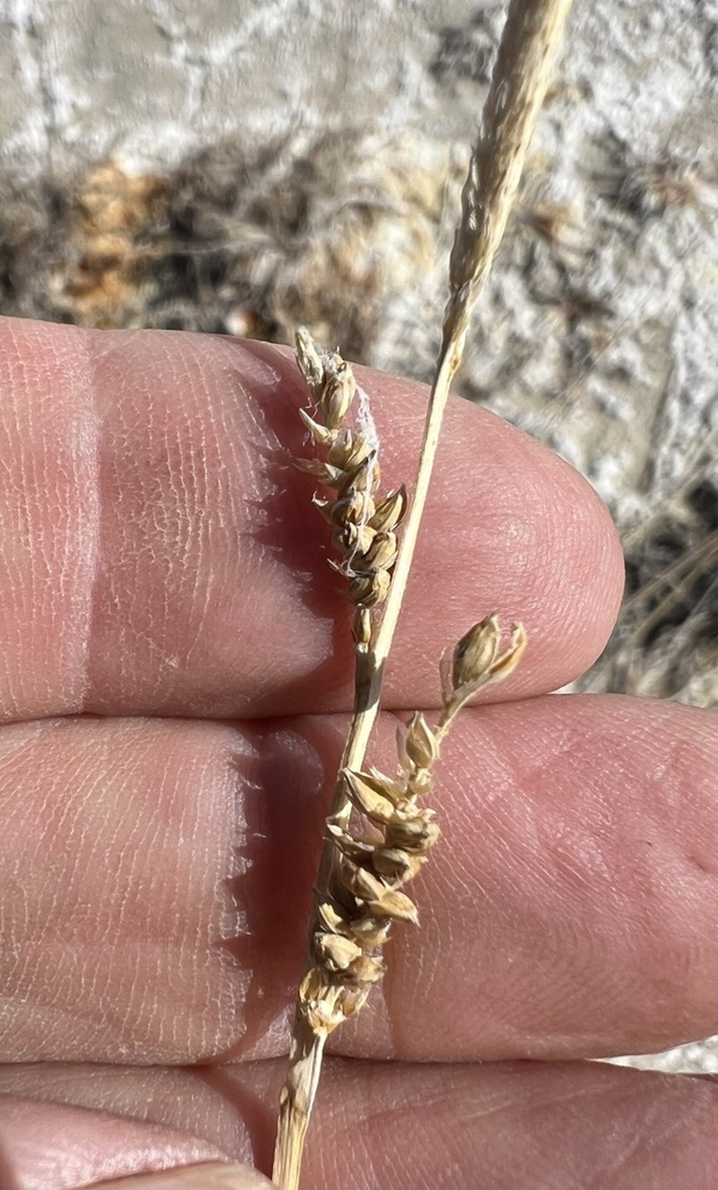 Carex holmgreniorum photo 6