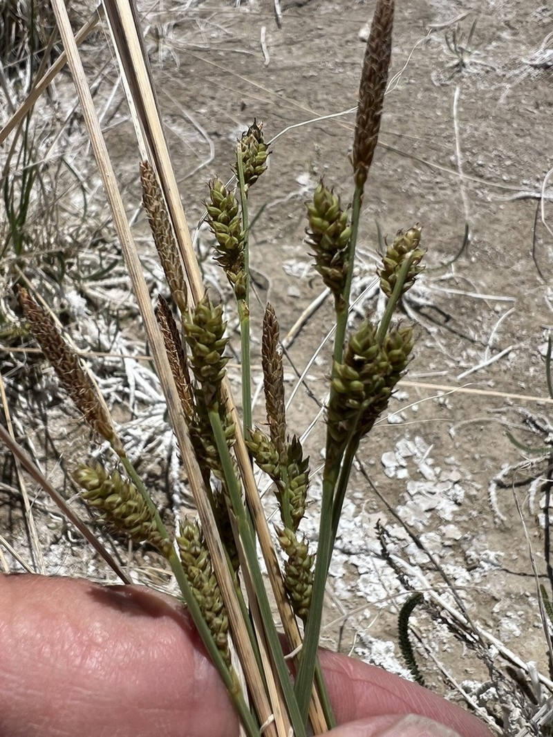 Carex holmgreniorum photo 8