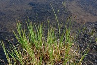Arctic Marsh Sedge