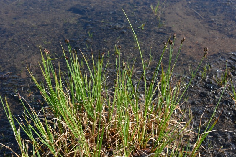 Arctic Marsh Sedge