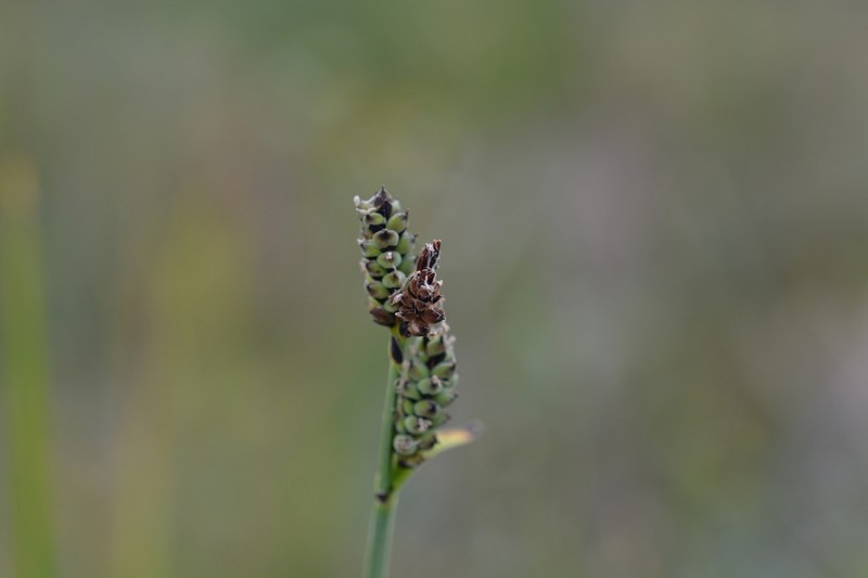 Arctic Marsh Sedge photo 2