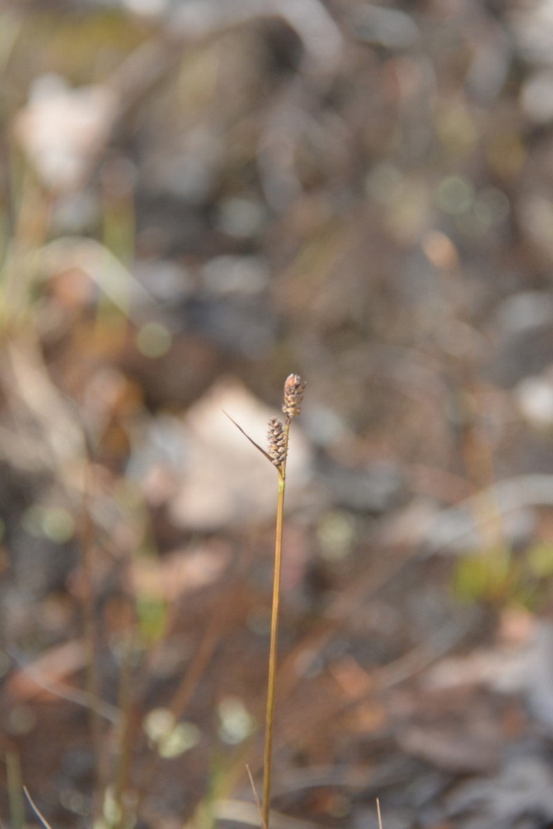 Arctic Marsh Sedge photo 3