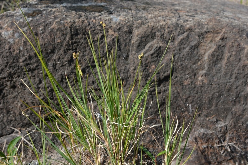 Arctic Marsh Sedge photo 4