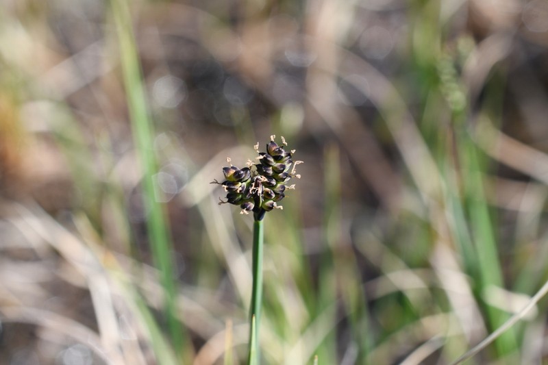 Arctic Marsh Sedge photo 5