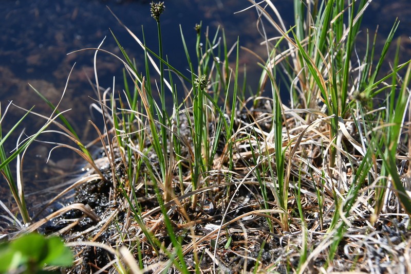 Arctic Marsh Sedge photo 6