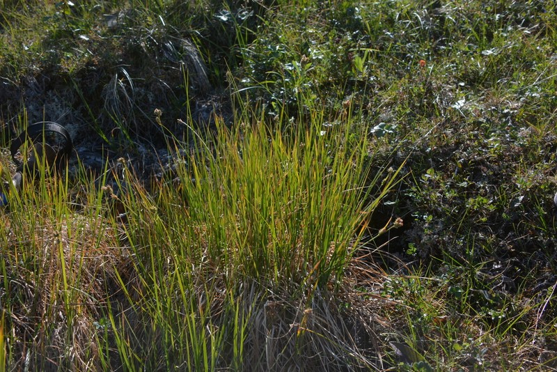 Arctic Marsh Sedge photo 7