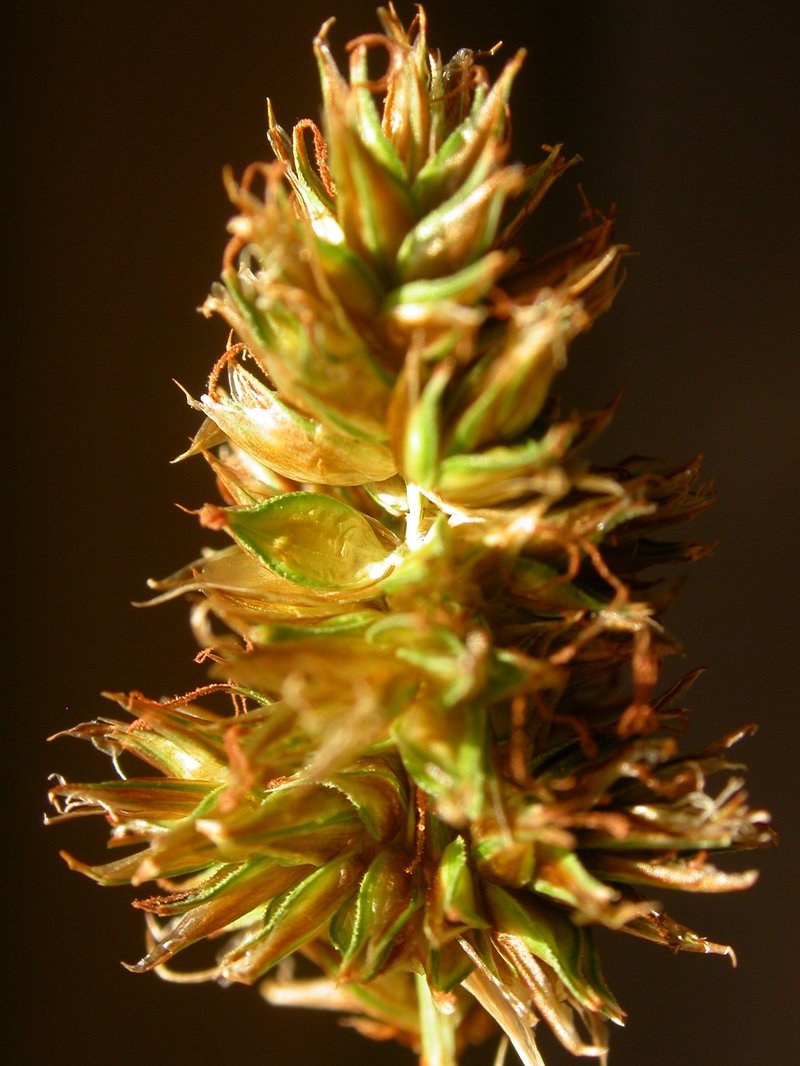 Hood's Sedge