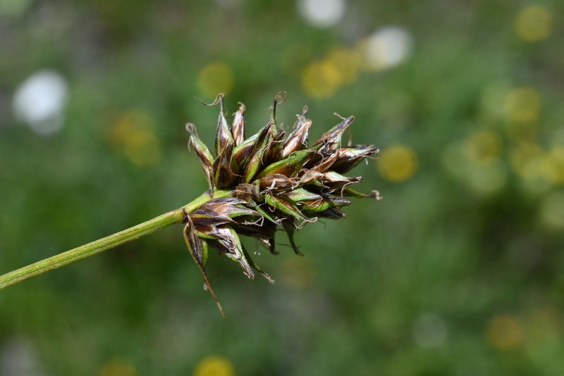 Hood's Sedge photo 4