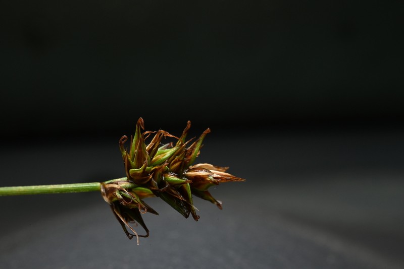 Hood's Sedge photo 5