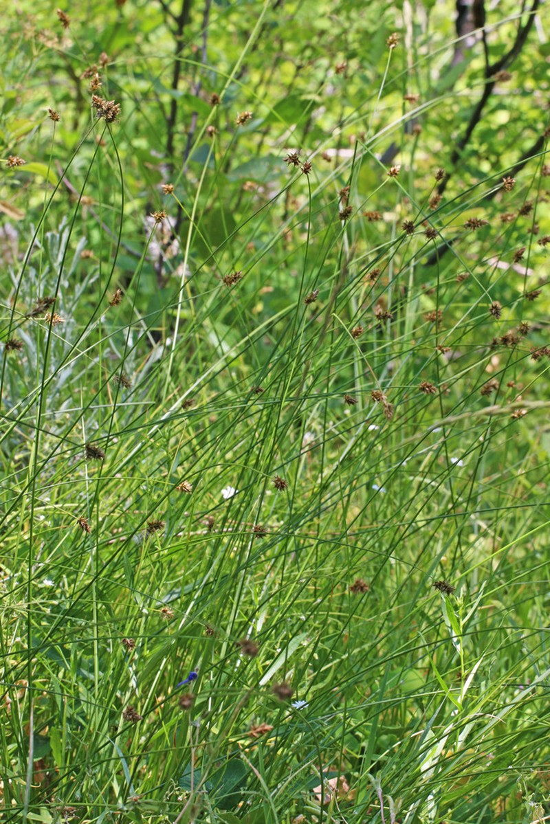 Hood's Sedge photo 6