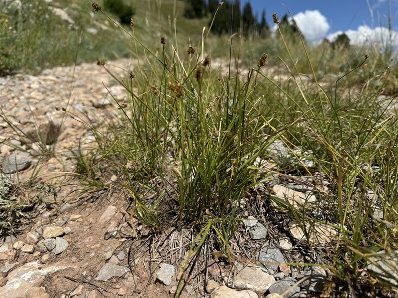 Hood's Sedge photo 7