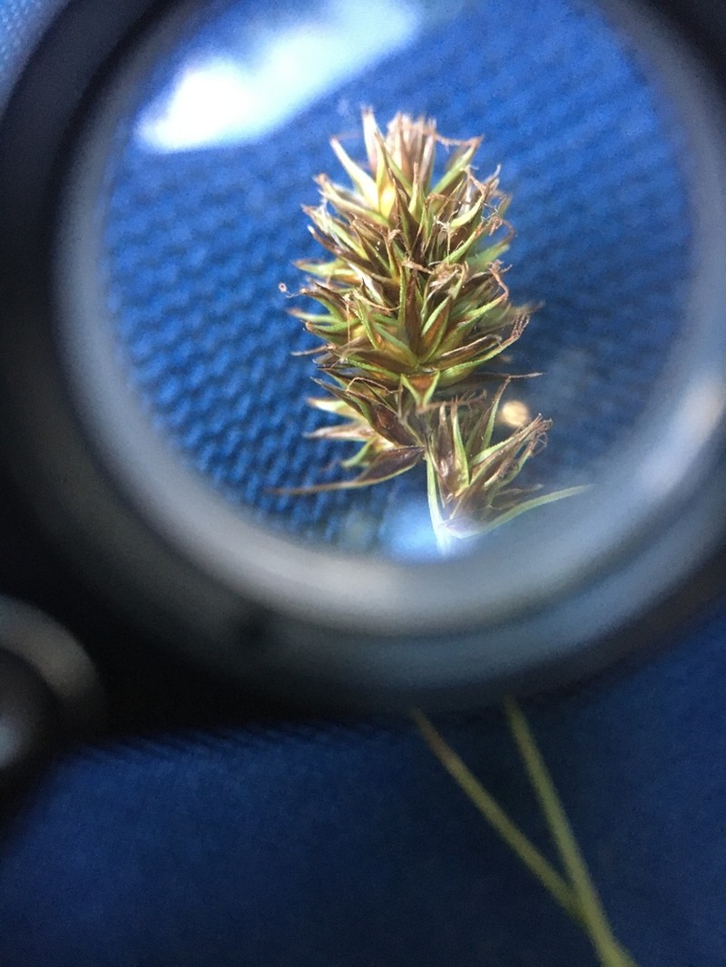 Hood's Sedge photo 8