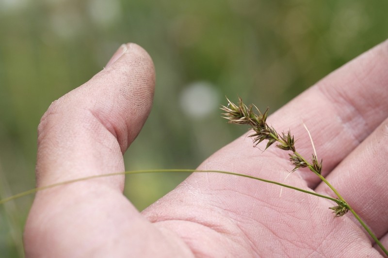 Hooker's Sedge