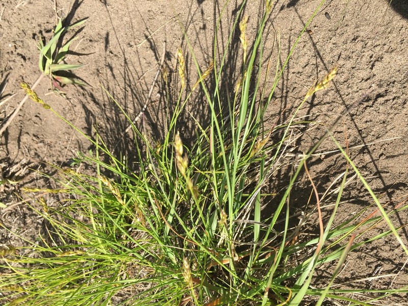 Hooker's Sedge photo 2