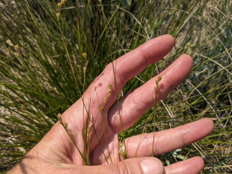 Hooker's Sedge photo 3