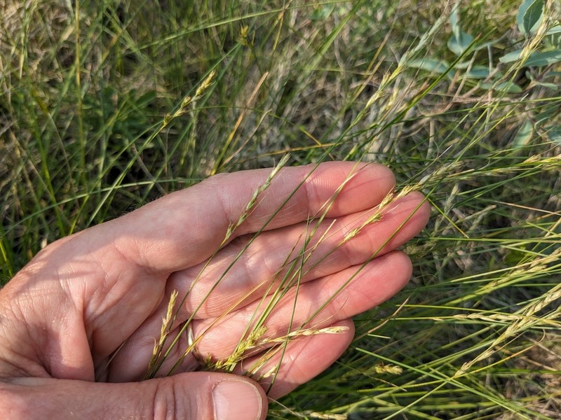 Hooker's Sedge photo 4