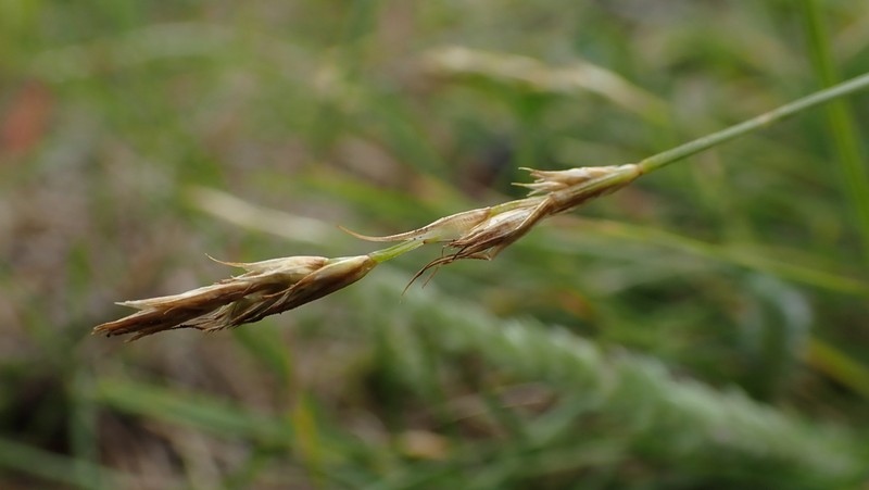 Hooker's Sedge photo 5