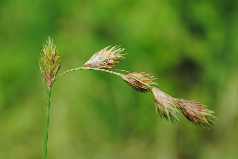 Marsh Straw Sedge