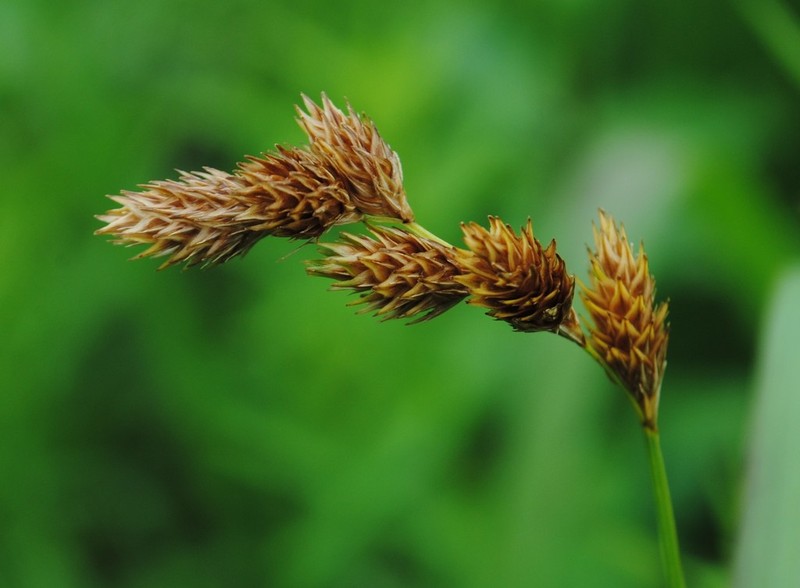 Marsh Straw Sedge photo 2