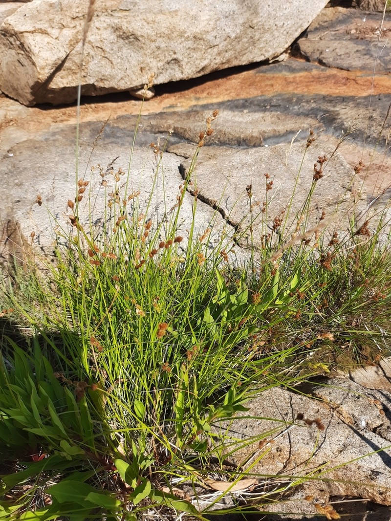 Marsh Straw Sedge photo 3