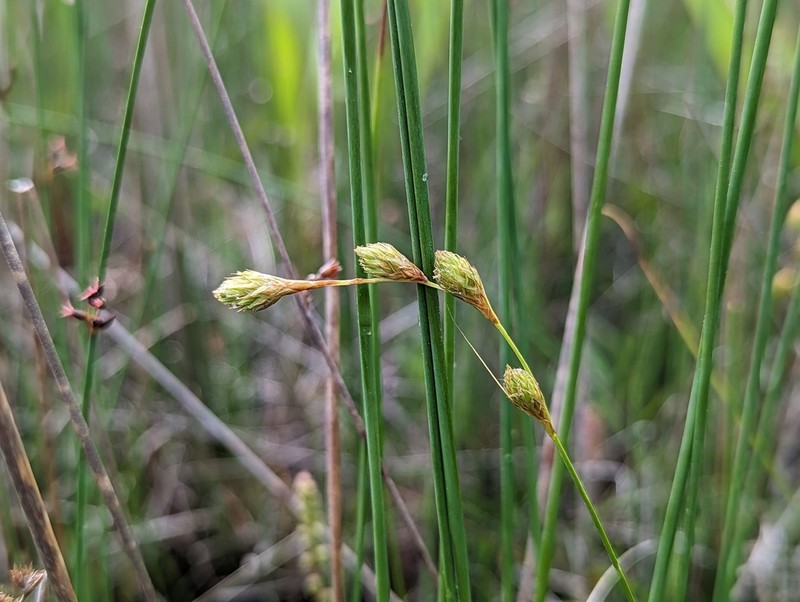 Marsh Straw Sedge photo 4
