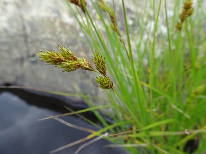 Marsh Straw Sedge photo 5