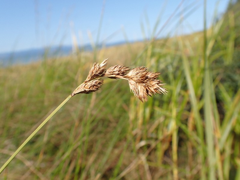 Marsh Straw Sedge photo 6