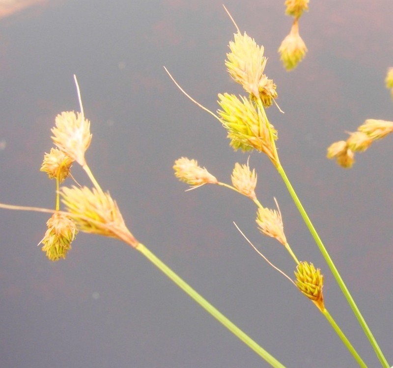 Marsh Straw Sedge photo 7