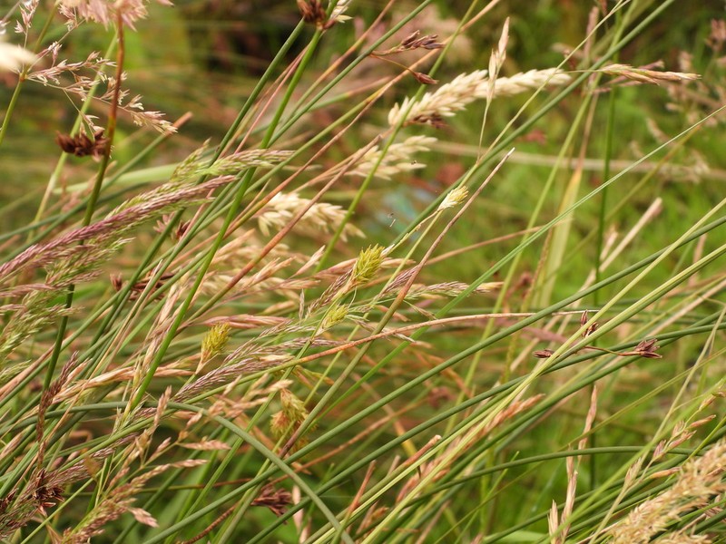 Marsh Straw Sedge photo 8
