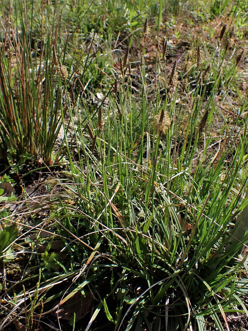 Host Sedge photo 2